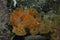 Orange Ocellated frogfish warty or ( antennaruis pictus ) underwater in bottom of sea