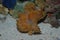 Orange Ocellated frogfish warty or ( antennaruis pictus ) underwater in bottom of sea