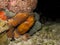 Orange Octopus hiding along the coral camouflaging to the camera.