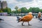 Orange Ogar duck walks along the paved embankment