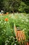 Orange old bench in a wild garden with lilies, wild carrot flowers