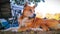 Orange old stray dog looking up to the right side with camping field