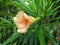 Orange oleander is blooming with leaf in the garden.