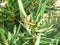 Orange Oleander Caterpillar Feeding on Plant