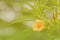 Orange oleander softness background.