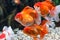 Orange oranda goldfish in aquarium