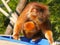 Orange orangutan family in Berlin zoo