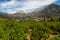 Orange orchard near Soller