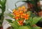 Orange orchid