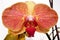 Orange orchid closeup