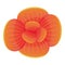 Orange orchid icon, cartoon style