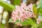 Orange orchid, Rhynchostylis gigantea.