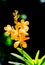 Orange orchids on the sunshine & bokeh background in the morning taken by a macro lens.