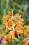 Orange orchids /Tropical orchids