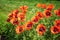 Orange oriental poppies in bloom