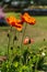 Orange oriental poppy