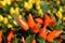 Orange ornamental pepper Favorit