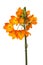 Orange Ornithogalum dubium flower