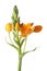 Orange Ornithogalum dubium flower