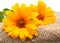 Orange Osteospermum Daisy or Cape Daisy flowers on decorative tablecloth, on sackcloth background. Close-up