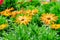 Orange osteospermum ecklonis with green leaves