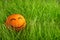 Orange with painted smiling face lays in green grass