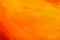 Orange painted texture