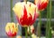 Orange and pale yellow tulips