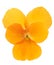 Orange Pansy flower