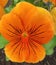 Orange pansy flower