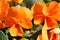 Orange Pansy Flowers