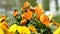 Orange pansy flowers, flower bed
