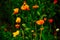 Orange pansy flowers in green grass