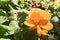 Orange pansy with morning sunshine backlight.