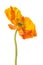 Orange papaver flower