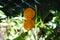Orange Papaver nudicaule `Gartenzwerg` in the garden in May. Papaver is the type genus of the poppy family. Berlin, Germany