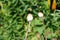 Orange Papaver orientale seeds in the garden in July. Papaver orientale, the Oriental poppy, is a perennial flowering plant.