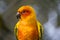 Orange Parakeet small colourful birds with loud squawk's and voices kept has pets