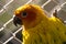 Orange Parakeet small colourful birds with loud squawk's and voices kept has pets