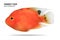 Orange parrot fish isolated on white background. Parrotfish with cut out. Clipping path