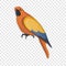 Orange parrot icon, cartoon style