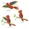 Orange parrot illustration set.