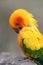 Orange Parrot Perched