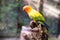 Orange parrot standing on wood