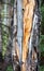 Orange Pattern Wood Grain on a Pine Tree in Rocky Mountain National Park