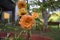 Orange peach Chrysanthemum also known as mums or Chrysanths are popular east Asian house garden fall flowers hardy plant with