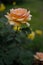 Orange, peach rose side view, vertical photo, rose head