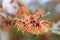 Orange peel witch hazel, Hamamelis x Intermedia Orange Peel flowering