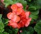 Orange Pelargonium zonale