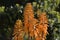 Orange pendant aloe flowers with bokeh background